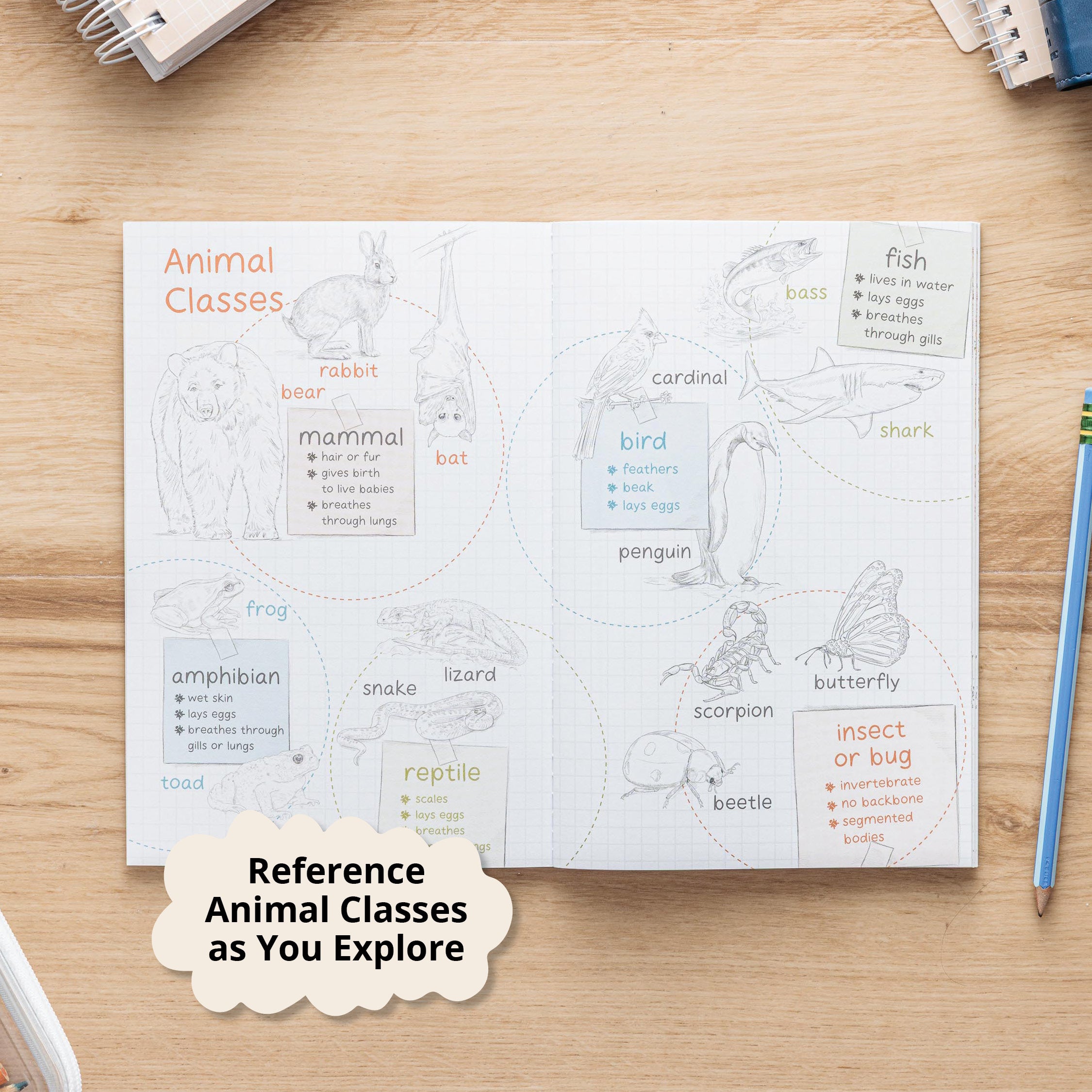 Creatures in Creation 1st Grade Curriculum Kit – Not Consumed