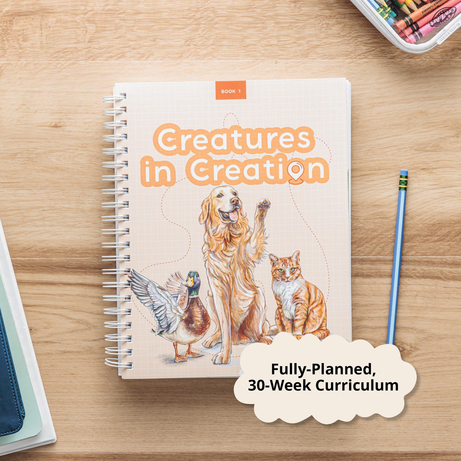 First Grade curriculum 